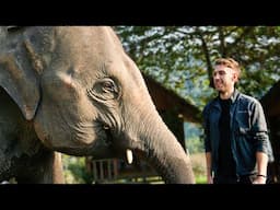 Massive Elephant walked right up to me!🇹🇭 Motorcycle Adventure Thailand