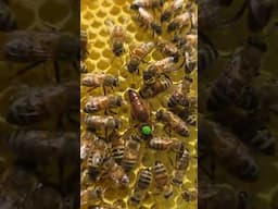 Just In Time! 🐝