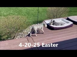 Easter At The Schnauzer House | Life With Schnauzers