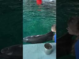 Happy National Dolphin Day 🐬