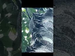Bats dancing on a tree
