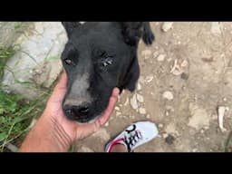 Rescuing a Dog that was Left On His Own to Suffer Without Food or Water!- Takis Shelter
