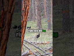 🔥 The BEST Mouth Call for Closing the Distance! 🦃 #TurkeyHunting #TurkeyMouthCalls #hunting