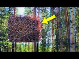 Park Ranger Turns Pale Seeing This Strange Nest - He Evacuates The Area