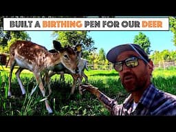 #800 - I Built A Birthing Pen For Our Deer Herd... Just in time!