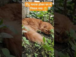 टीटू नाराज हो के घर से निकालगया 🥺 #persiancat #pets #shorts #cat #amitalbinopets