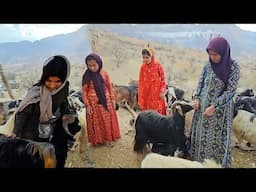 Joyful adventures of Fariba and Kosar with playful goats