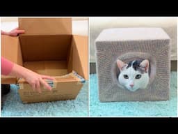 1 Minute Cosy Room For Your Cat DIY