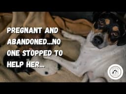 PREGNANT & ABANDONED ON THE AUTOPISTA! This Poor Dog’s Rescue Story 💔