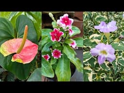 Essas Plantas se destacam com suas flores lindas e diferentes