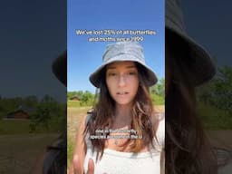 Butterflies are disappearing