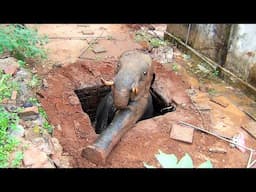 His eyes Pleaded for Help: Rescuing a Trapped Elephant starving in Toilet pit after hours of effort