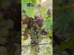 Join Me on a Dreamy Wine Adventure in Tokaj, Hungary!