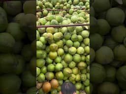 What is a green coconut? #food #fyp #foryou #shorts #tiktok #viralvideo #satkahon