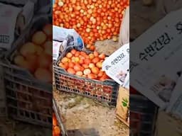 filling tomatoes boxes #tomatopacking #packingtomatoes