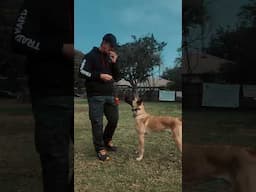 Teach Your Dog this Fun Trick #shorts #dogtraining #dogtrainer #malinoismonday #belgianmalinois