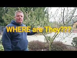 Uncovering the Mystery of Where CRAB Apples Bear Fruit!