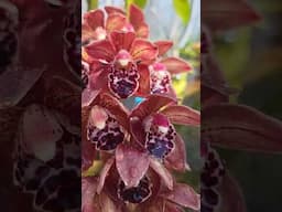 The magic of Cymbidium orchids #justonemoreorchid #orchidmounts #orchid #orchidworld