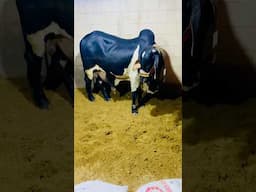 Beautiful Black Bull for Qurbani 2025 | Guess the PRICE #bakraeid #cowmandi2025 #eid2025 #bakraeid
