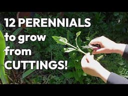 12 Easy Perennials to Take Cuttings - Flower Patch