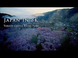 Japan in 8K- Takato Castle Ruins Park- 高遠城址公園の桜