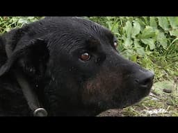Dog Rescued From Flooded Canal (4K Documentary)