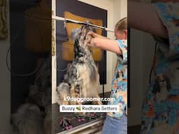 Neck clipping English Setter with Andis Clippers #englishsetter #doggroomingtips