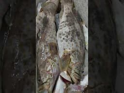 ikan kerapunya sak bantal #mancing #mancingmania #mancinglaut #ultralightjigging