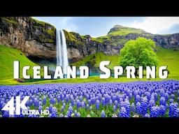 Iceland in Spring 4K - Relaxing Piano Music with Blooming Lupins & Serene Nature Landscapes