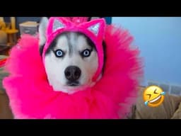 FUNNIEST Huskies | Normal dogs vs Huskies🤣 | 10 Minutes Best Videos | Part 46