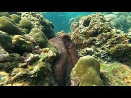 Octopus at North Kata Beach Dive Site