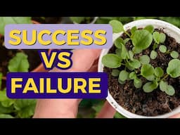 Vegetable Seeds Sprouting | What Went Wrong?