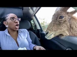 TRY NOT TO LAUGH | Funny Weekend At The Zoo - LAUGH TRIGGER