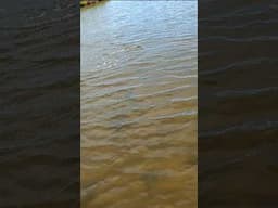 Snook Fishing in Gin Clear Water...