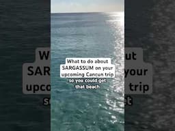 What to do about SARGASSUM on your upcoming Cancun trip…🤔🌊🌿 #cancun #traveltips