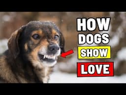Your Dog Does THESE 6 Things If They Love You – Seriously