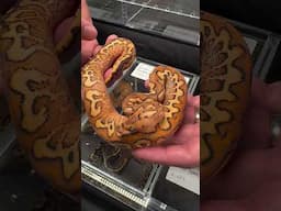 Absolutely wild Lace Pompeii combo🔥#snake #wildlife #reptile #python