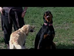 Dogs@Park 2
