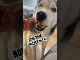 asmr dog eats chicken neck