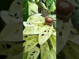 Monstera laniata mint growing inside our Aroid Greenhouses Farm
