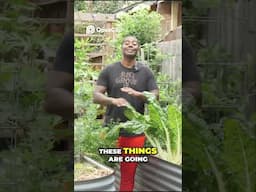 Pro Gardening Tips  Huge Spring Harvest!