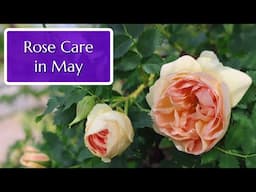 Rose Care in May