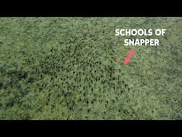We Found The Mother Lode! The Most Snapper I Have Ever Seen