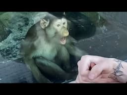Monkey’s Reaction To Seeing Magic For The First Time 🤣Funniest ANIMAL Videos 2025
