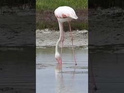 ON THIS WEEKS ADVENTURE! #shorts  #birding #wildlife #shorts #birdtube #birds #nature #photography