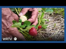 A tale of two farms: Indiana's 2025 strawberry season