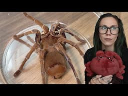 Something is WRONG with Zelda, my bird-eating tarantula. Enclosure refresh & *LIMITED JUMBO PLUSHIE*