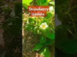 Winter Strawberry Transplant Update