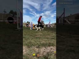 Reverse Spin agility sequence fun! #oneminddogs #agility