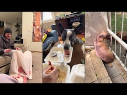 Why did i choose a weird dog 😂